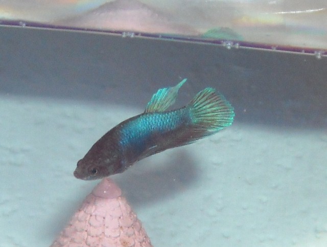 DSCN1871 (640x483).jpg