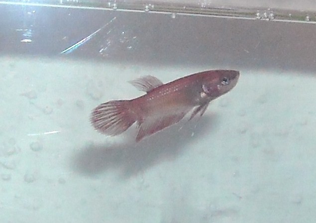 DSCN2089 (635x449).jpg