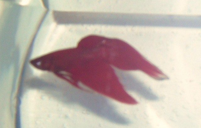 DSCN1705 (640x409).jpg